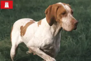 Read more about the article Braque de l’Ariège criadores e cachorros em Hamburgo
