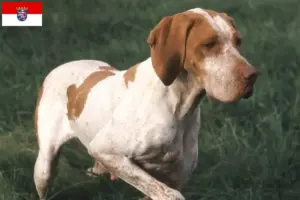 Read more about the article Braque de l’Ariège criadores e cachorros em Hessen