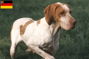 Read more about the article Braque de l’Ariège criadores e cachorros na Renânia-Palatinado