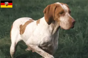 Read more about the article Braque de l’Ariège criadores e cachorros no Sarre