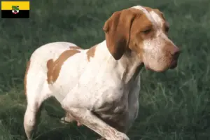 Read more about the article Braque de l’Ariège criadores e cachorros na Saxónia-Anhalt
