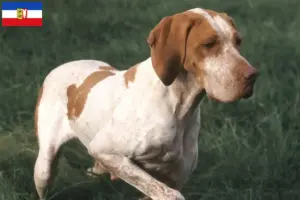 Read more about the article Braque de l’Ariège criadores e cachorros em Schleswig-Holstein