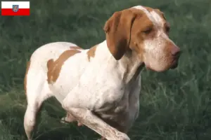 Read more about the article Criadores de Braque de l’Ariège e cachorros na Turíngia
