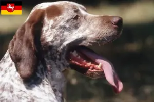 Read more about the article Braque du Bourbonnais criadores e cachorros na Baixa Saxónia
