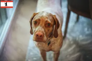 Read more about the article Braque du Bourbonnais criadores e cachorros em Berlim