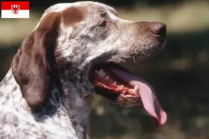 Read more about the article Braque du Bourbonnais criadores e cachorros em Brandenburg