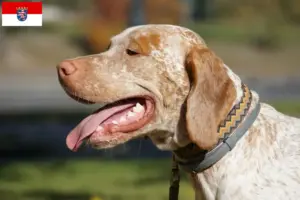 Read more about the article Braque du Bourbonnais criadores e cachorros em Hessen