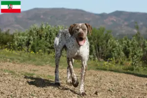 Read more about the article Braque du Bourbonnais criadores e cachorros na Renânia do Norte-Vestefália