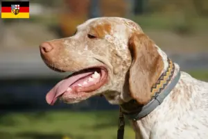 Read more about the article Braque du Bourbonnais criadores e cachorros no Sarre