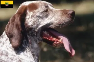 Read more about the article Braque du Bourbonnais criadores e cachorros em Saxónia-Anhalt