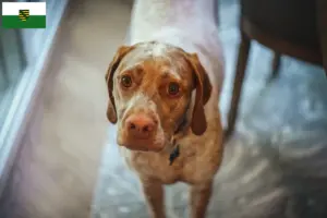 Read more about the article Braque du Bourbonnais criadores e cachorros na Saxónia
