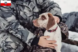 Read more about the article Braque du Bourbonnais criadores e cachorros na Turíngia