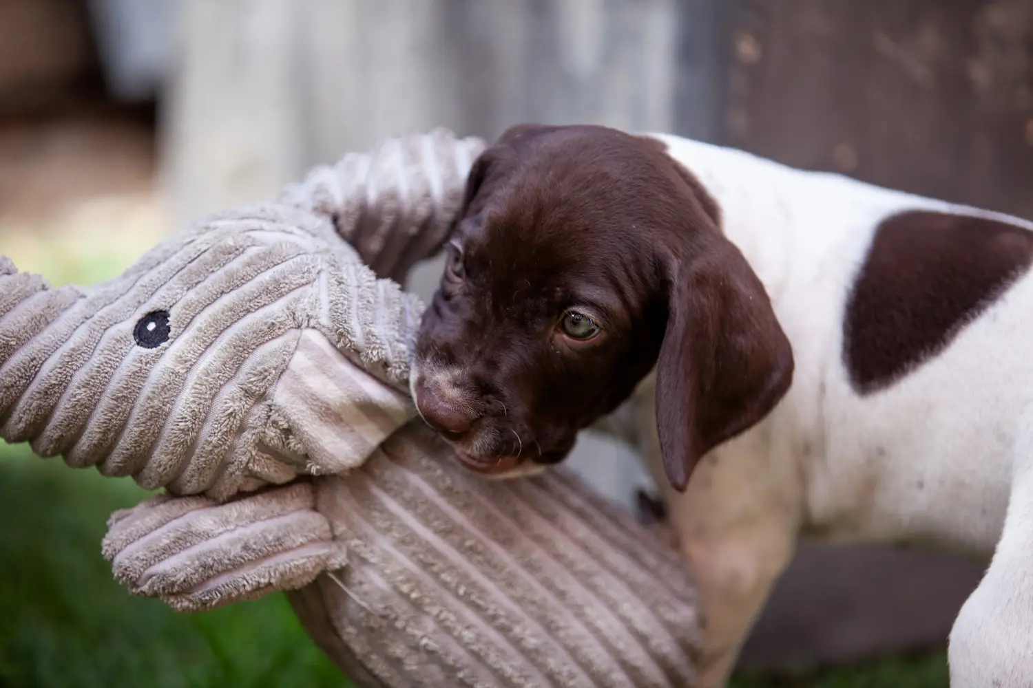 Comprar um cachorro Braque français tipo Gascogne significa assumir a responsabilidade! Comprar cachorros Braque français tipo Gascogne.