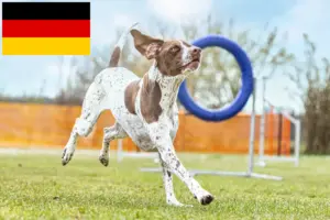 Read more about the article Braque français tipo Gascogne criadores e cachorros na Alemanha