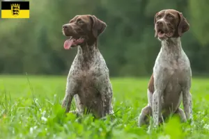 Read more about the article Braque français type Gascogne criadores e cachorros em Baden-Württemberg