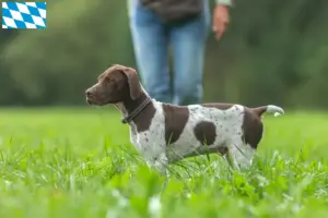Read more about the article Braque français type Gascogne criadores e cachorros na Baviera
