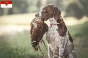 Read more about the article Braque français type Gascogne criadores e cachorros em Brandenburg