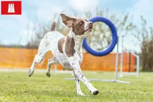 Read more about the article Braque français type Gascogne criadores e cachorros em Hamburgo