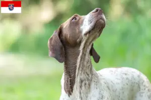 Read more about the article Braque français type Gascogne criadores e cachorros em Hessen