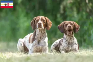 Read more about the article Braque français type Gascogne criadores e cachorros em Mecklenburg-Vorpommern