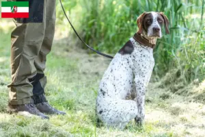 Read more about the article Braque français type Gascogne criadores e cachorros na Renânia do Norte-Vestefália