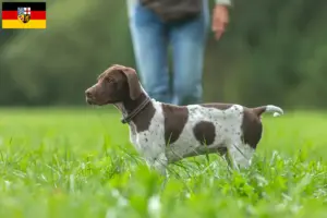 Read more about the article Braque français type Gascogne criadores e cachorros no Sarre