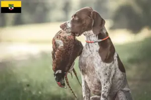Read more about the article Braque français type Gascogne criadores e cachorros na Saxónia-Anhalt