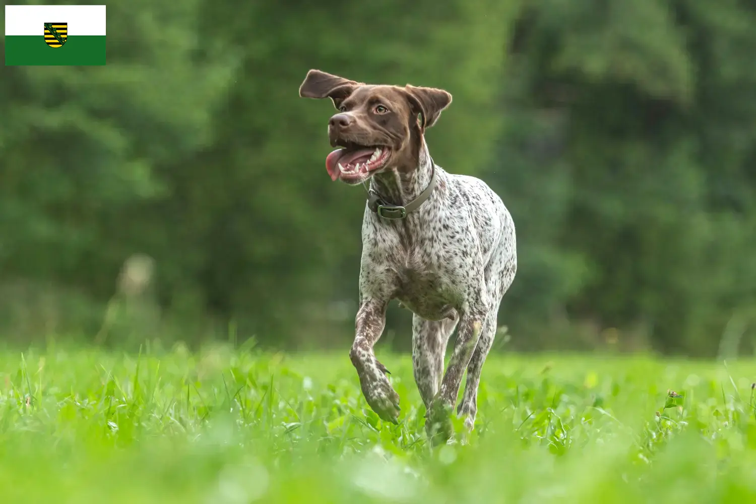 Read more about the article Criadores de Braque français type Gascogne e cachorros na Saxónia