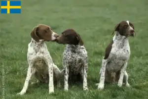 Read more about the article Braque français tipo Pyrénées criadores e cachorros na Suécia