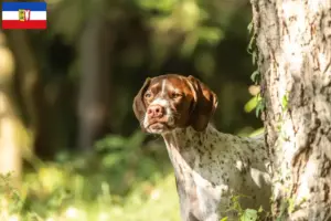 Read more about the article Braque français type Gascogne criadores e cachorros em Schleswig-Holstein