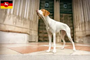 Read more about the article Braque Saint-Germain criadores e cachorros na Baixa Saxónia
