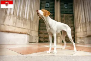 Read more about the article Braque Saint-Germain criadores e cachorros em Brandenburg