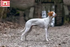Read more about the article Braque Saint-Germain criador e cachorros em Bremen