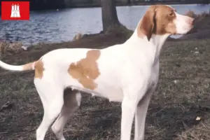 Read more about the article Braque Saint-Germain criadores e cachorros em Hamburgo