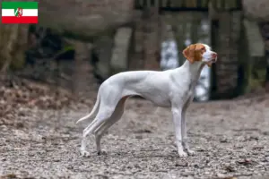 Read more about the article Braque Saint-Germain criadores e cachorros na Renânia do Norte-Vestefália