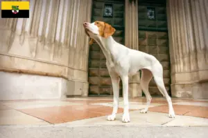 Read more about the article Braque Saint-Germain criadores e cachorros em Saxónia-Anhalt
