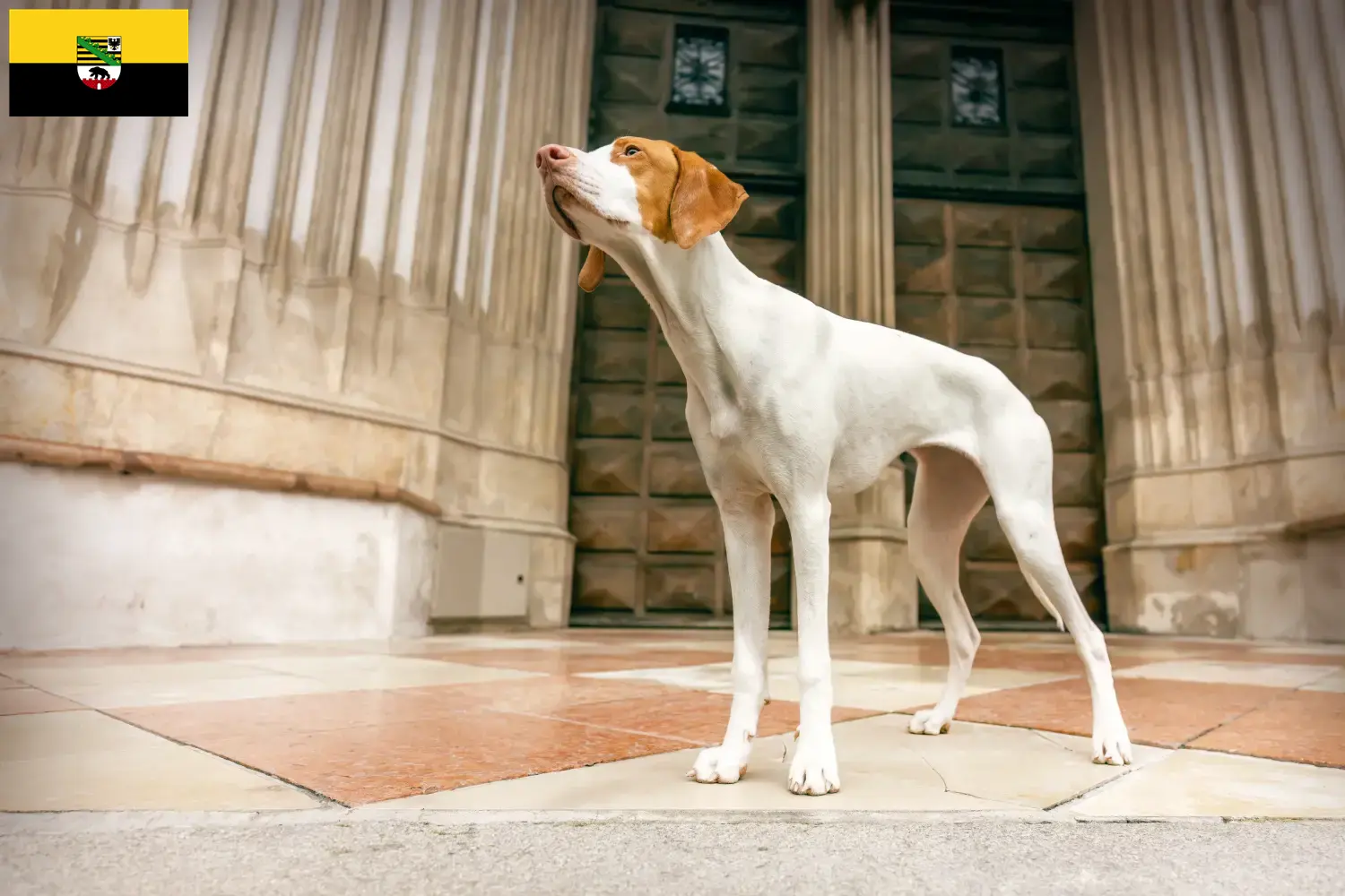 Braque Saint-Germain cachorros e criadores Saxónia-Anhalt Aqui pode encontrar criadores de Braque Saint-Germains em Saxónia-Anhalt.