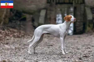 Read more about the article Braque Saint-Germain criadores e cachorros em Schleswig-Holstein