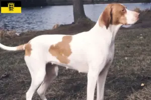 Read more about the article Braque Saint-Germain criadores e cachorros em Baden-Württemberg