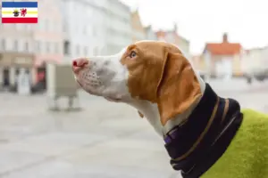 Read more about the article Braque Saint-Germain criadores e cachorros em Mecklenburg-Vorpommern