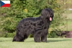 Read more about the article Criadores de Briard e cachorros na República Checa