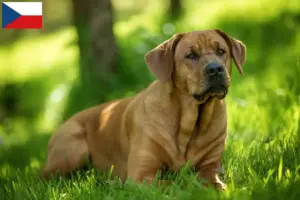 Read more about the article Criadores de Broholm e cachorros na República Checa
