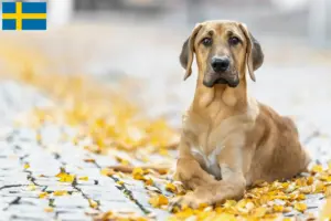 Read more about the article Criadores de Broholm e cachorros na Suécia