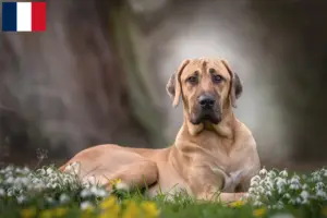 Read more about the article Criadores de Broholm e cachorros em França