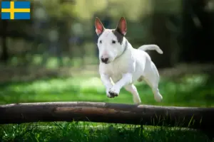 Read more about the article Criadores de Bull Terrier e cachorros na Suécia