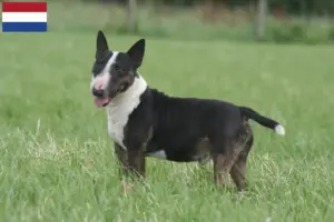 Read more about the article Criadores de Bull Terrier Miniatura e cachorros nos Países Baixos