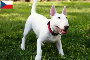 Read more about the article Criadores de Bull Terrier Miniatura e cachorros na República Checa