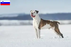 Read more about the article Criadores de Bulldog Americano e cachorros na Eslovénia
