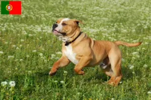 Read more about the article Criadores de Bulldog Continental e cachorros em Portugal