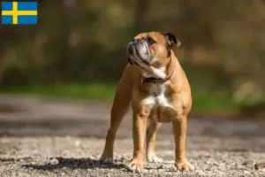 Read more about the article Criadores de Bulldog Continental e cachorros na Suécia
